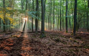 bos met ondergaande zon